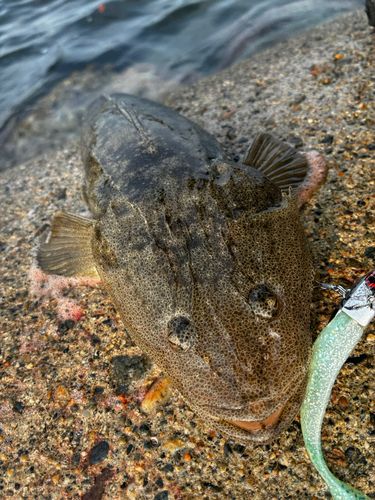 マゴチの釣果