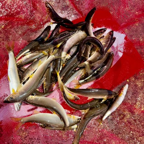 アユの釣果