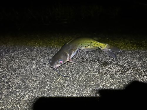 アメリカナマズの釣果