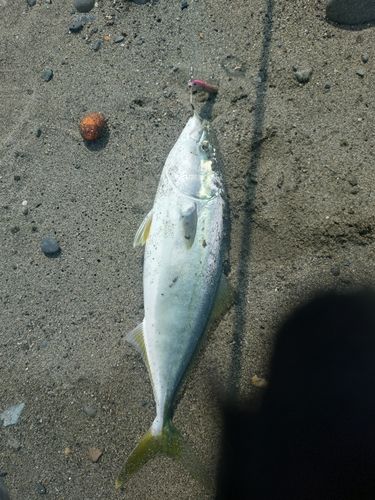イナダの釣果