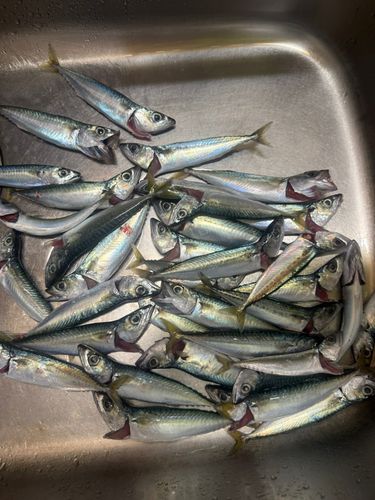 サバの釣果