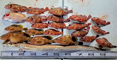 アコウの釣果