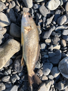 ニベの釣果