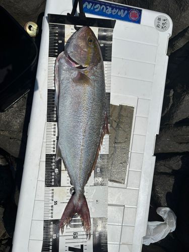 カンパチの釣果