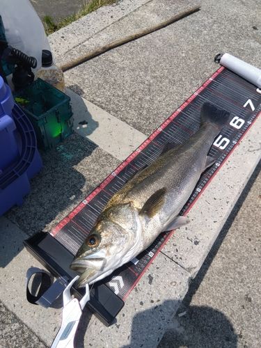 シーバスの釣果