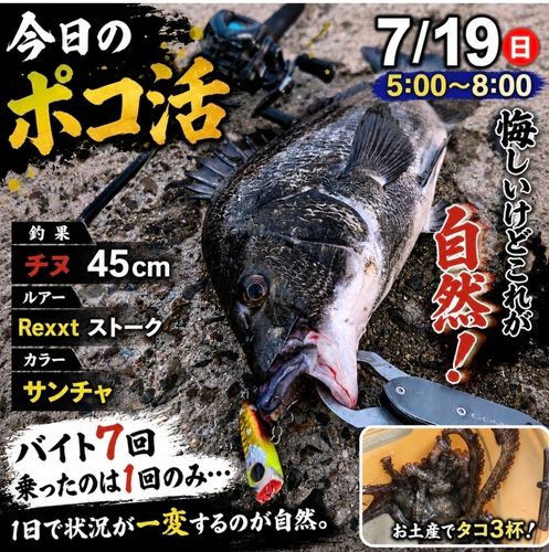チヌの釣果