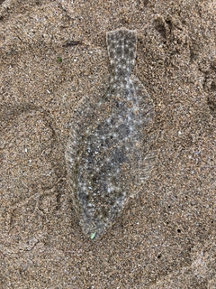 ソゲの釣果