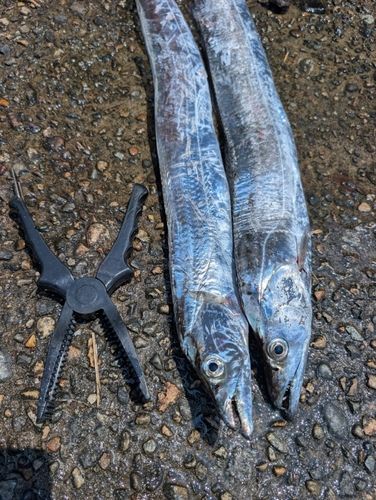 タチウオの釣果