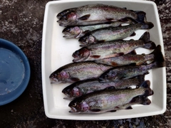 ニジマスの釣果