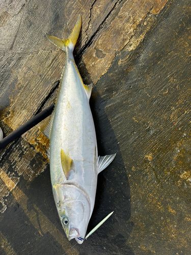ブリの釣果