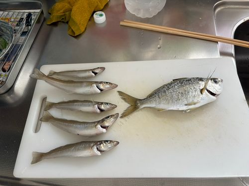 キスの釣果