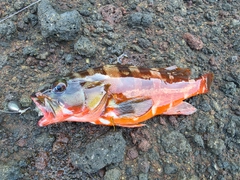 アカハタの釣果