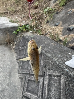 ハゼの釣果