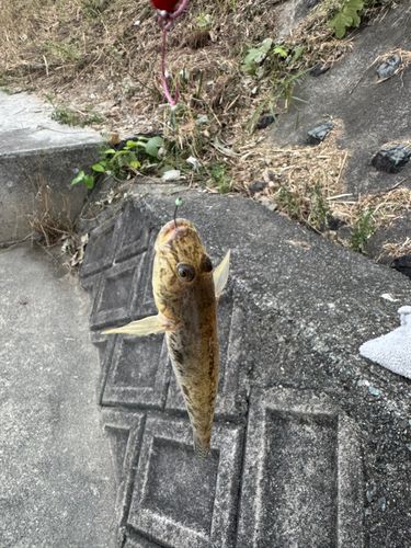 ハゼの釣果