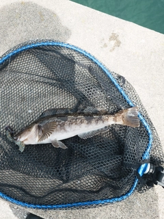アイナメの釣果