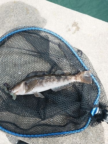 アイナメの釣果
