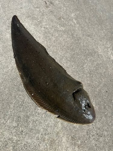 シタビラメの釣果