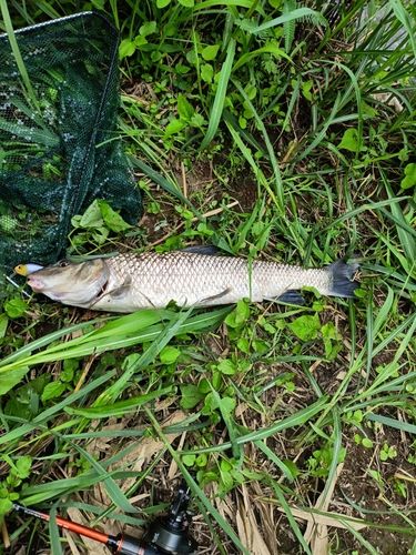 ニゴイの釣果