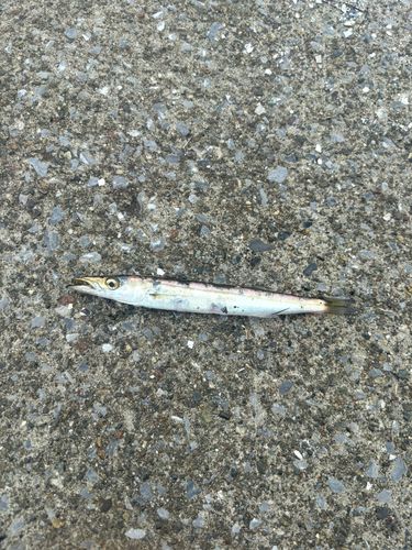 カマスの釣果