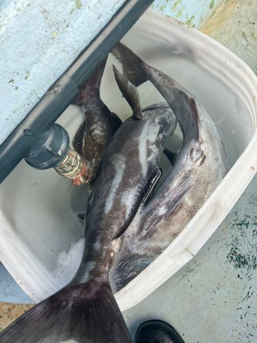 メダイの釣果