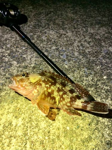 カサゴの釣果