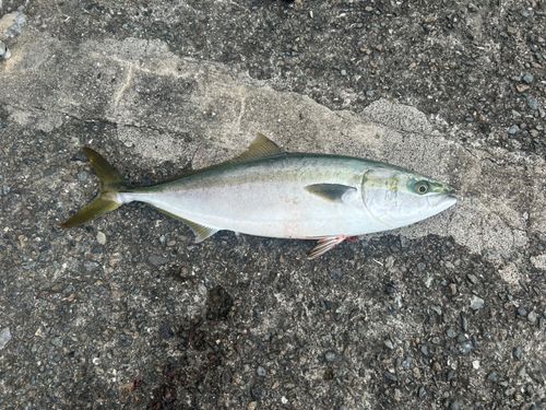 ハマチの釣果