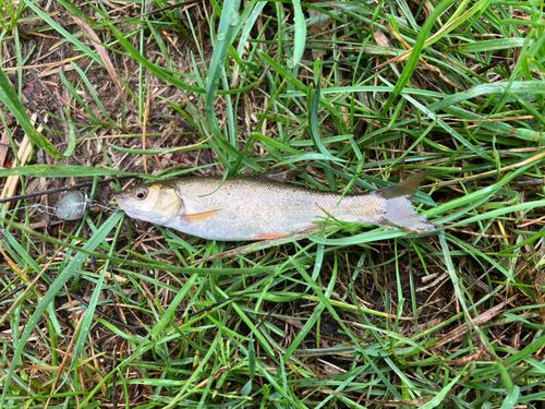 ウグイの釣果
