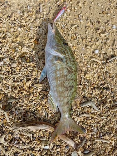 キツネフエフキの釣果