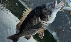 クロダイの釣果