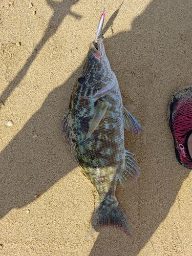キツネフエフキの釣果