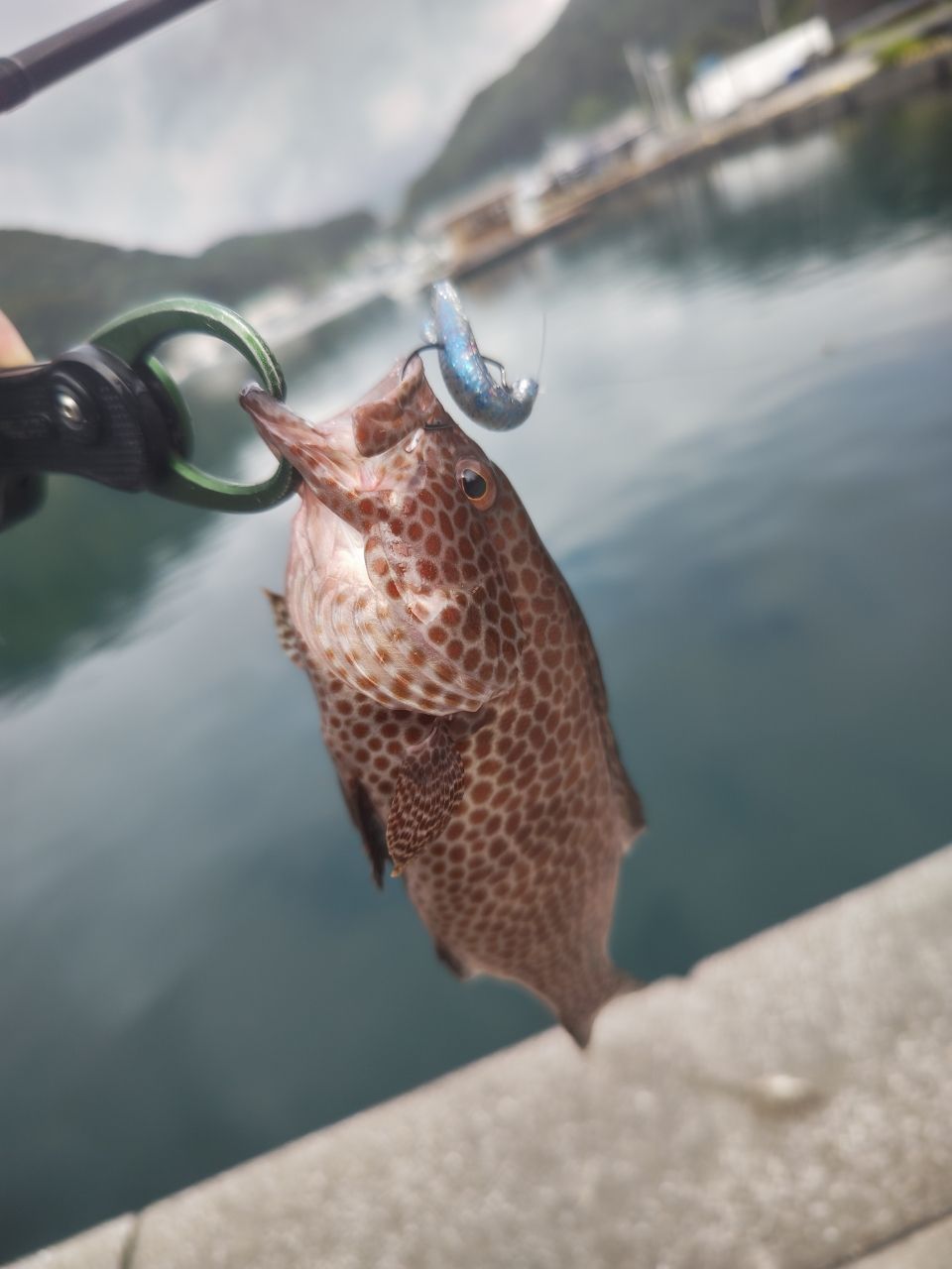 AbuGarcia エラディケーター ロックスイーパー ERSC-777H-MLの最安値