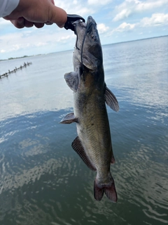 アメリカナマズの釣果