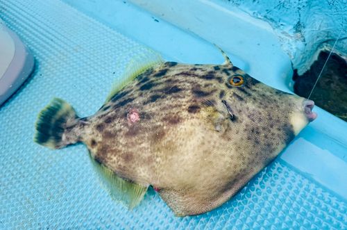 カワハギの釣果