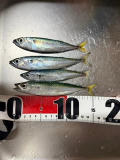 マサバの釣果