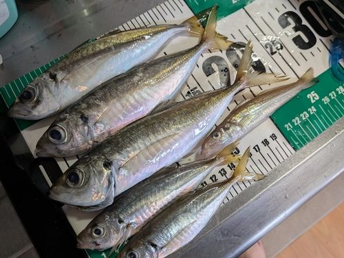 マアジの釣果