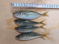 アジの釣果