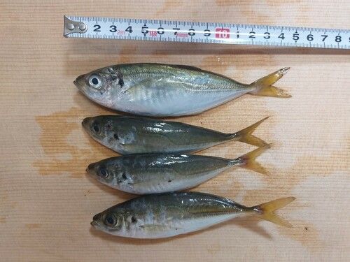 アジの釣果
