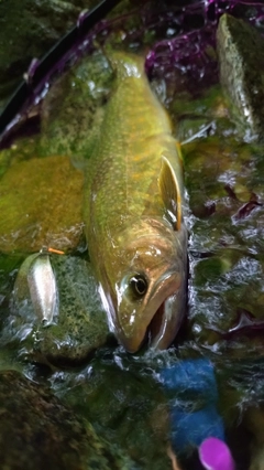 イワナの釣果