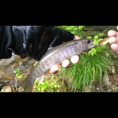 イワナの釣果