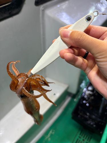 スルメイカの釣果