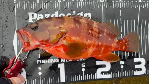 アカハタの釣果