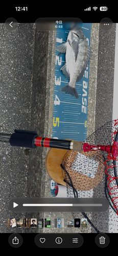 クロダイの釣果