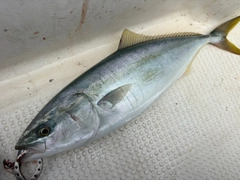 コゾクラの釣果
