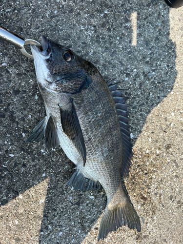 チヌの釣果