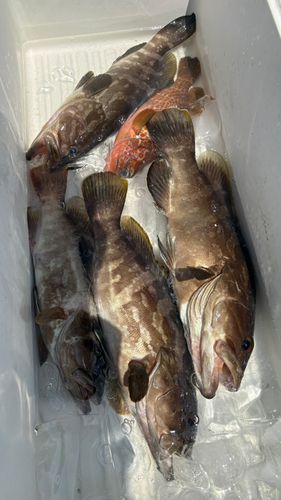 クエの釣果