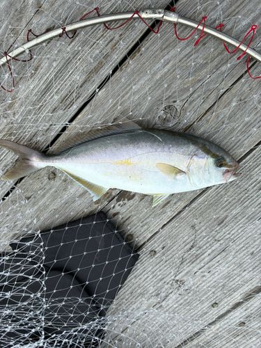 シオの釣果