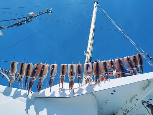 スルメイカの釣果