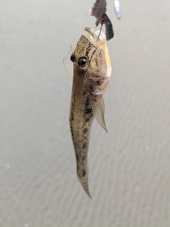 ハゼの釣果