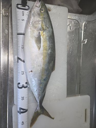 フクラギの釣果