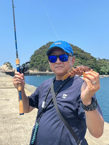アコウの釣果